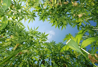 Industrial Hemp