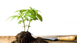 Marijuana Plant In Soil Adobe Stock Credit Creativefamily Resized