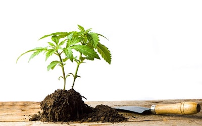 Marijuana Plant In Soil Adobe Stock Credit Creativefamily Resized