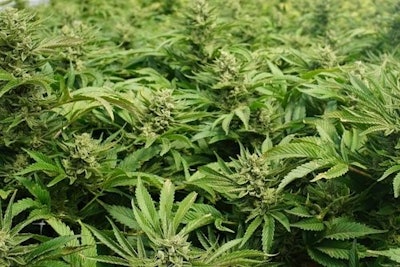 Massachusetts Prime Wellness Centers