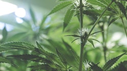 Up Close Cannabis Plant Adobe Stock Credit Kyle Resized
