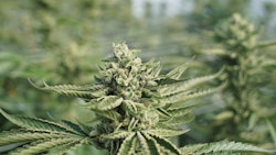 Adobe Stock 117843489 Fmt