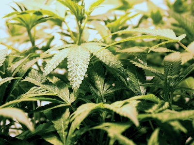 Adobe Stock 4495839 Fmt