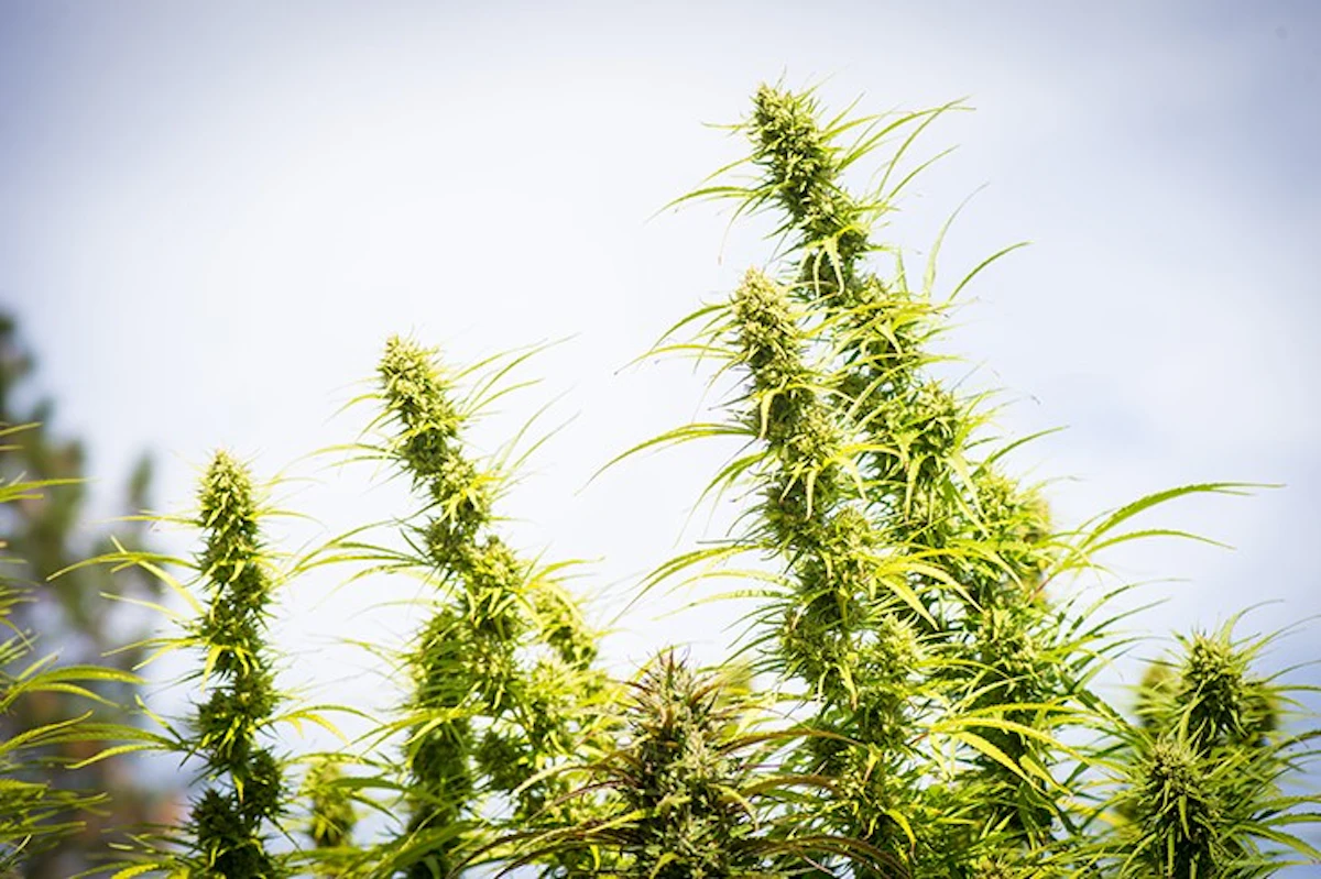 This Oregon Cannabis Farm is Using Native Soil to Develop New ...