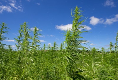 Hemp