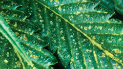Img 0030 Aphid Damage Fmt