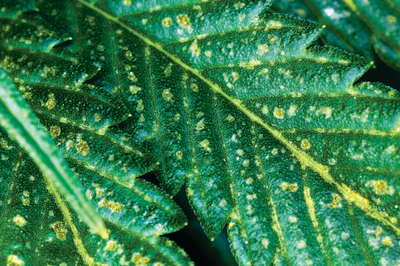 Img 0030 Aphid Damage Fmt