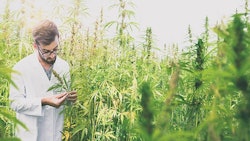 Man In Labcoat Marijuana Adobe Stock Credit Nikoendres Resized