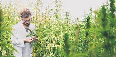 Man In Labcoat Marijuana Adobe Stock Credit Nikoendres Resized