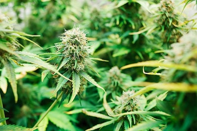 Marijuana Plant2