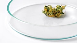 Marijuana Bud On Petri Dish Adobe Stock Credit Forance Resized