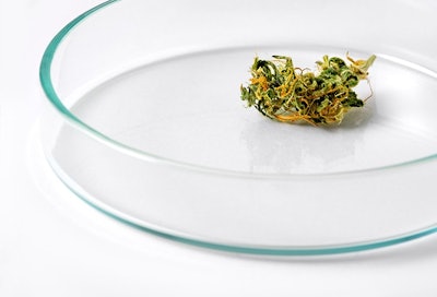 Marijuana Bud On Petri Dish Adobe Stock Credit Forance Resized