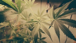 Marijuana Leaves Adobe Stock Credit Adam Resized