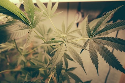 Marijuana Leaves Adobe Stock Credit Adam Resized