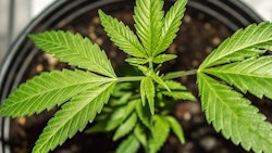 Marijuana Plant Adobe Stock Credit Capjah Resized
