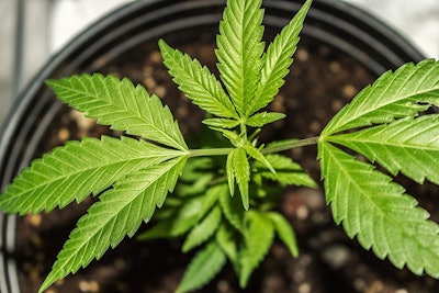Marijuana Plant Adobe Stock Credit Capjah Resized