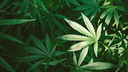 Marijuana Plants Adobe Stock Credit Iarygin Andrii Resized