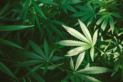Marijuana Plants Adobe Stock Credit Iarygin Andrii Resized