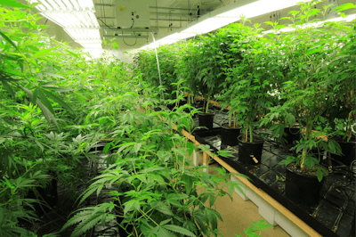 Moms, Where Little Clones Come From Img 1045 By Mel Frank Fmt