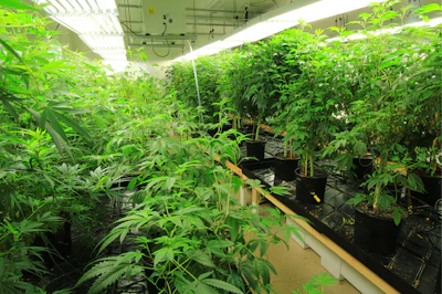 Moms, Where Little Clones Come From Img 1045 By Mel Frank Fmt