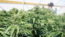 Outdoor Marijuana Grow