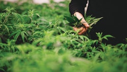 Sustainable Growing2