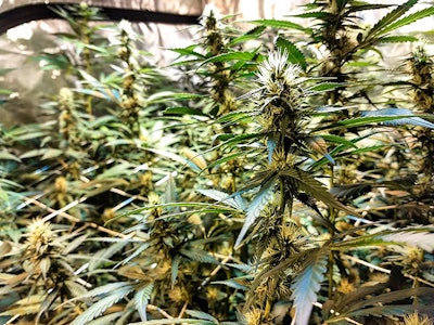 Bcf Img 20180523 184657 8331 Resized