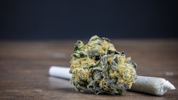 Bud And Joint Adobe Stock Credit Best Stock Foto Resized