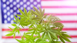 Cannabis American Flag Adobe Stock Credit Elroi Resized