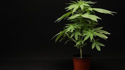 Cannabis Plant Growing In Pot Adobe Stock Credit Underworld Resized