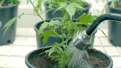 Cannabis Plant Watering Adobe Stock Credit Cascade Creatives Resized