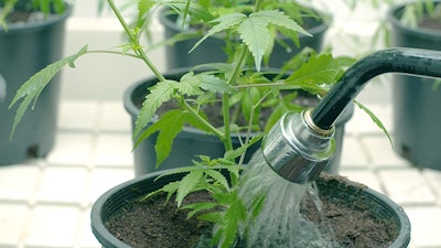 Cannabis Plant Watering Adobe Stock Credit Cascade Creatives Resized