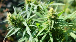 Cannabis Plants Adobe Stock Credit Olyasolodenko Resized