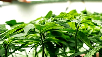 Fv Pharma Plants Resized2