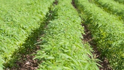 Hemp Adobe Stock Credit Andris T Resized