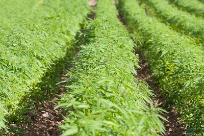 Hemp Adobe Stock Credit Andris T Resized