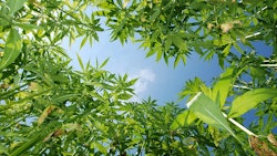Industrial Hemp
