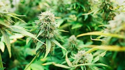 Marijuana Plant2