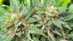 Marijuana Plant3