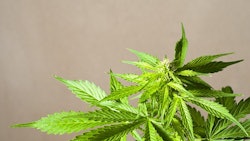 Marijuana Adobe Stock Credit Michele pautasso Resized