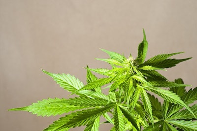 Marijuana Adobe Stock Credit Michele pautasso Resized