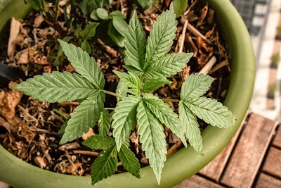 Marijuana Plant In Pot Adobe Stock Credit Adam Resized