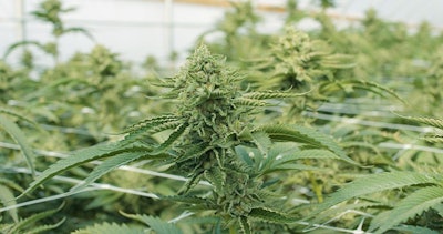 Supporting Story 2 Cannabis Plants Indoor Grow Adobe Stock Credit Cascade Creatives Resized