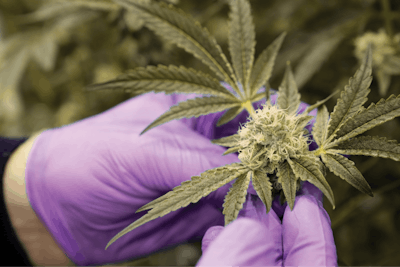 Theory051018 137 Fmt