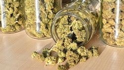 Bud In Jars Adobe Stock Credit Soru Epotok