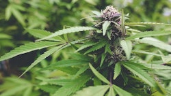 Cannabis Adobe Stock Credit Stephen Canino Resized