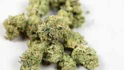 Cannabis Bud Adobe Stock Credit Pattersonic Resized