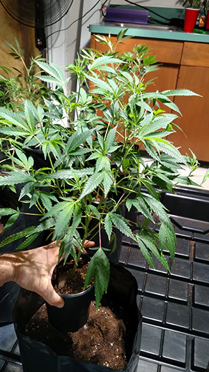 Cannachargerhealthyplant Resized