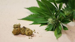 Cured Cannabis With Plant Adobe Stock Credit Abhbah05 Resized