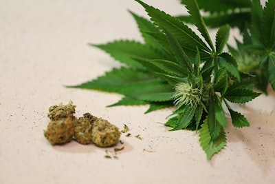 Cured Cannabis With Plant Adobe Stock Credit Abhbah05 Resized